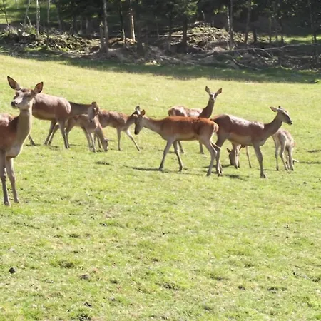 Fuchsmichelhof 4 * Seebach