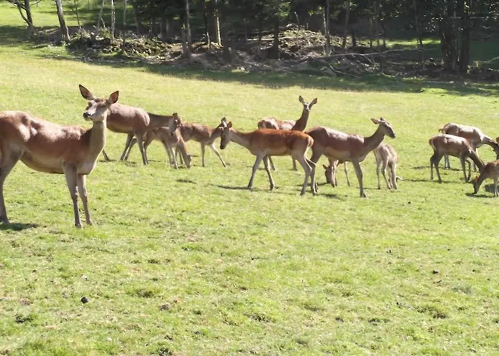 Fuchsmichelhof 4 * Seebach